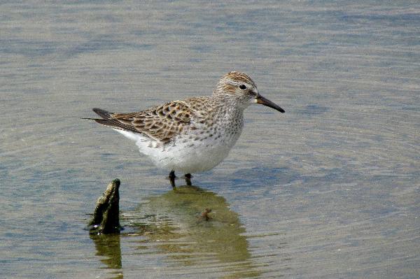 Photo of Calidris fuscicollis by Val George